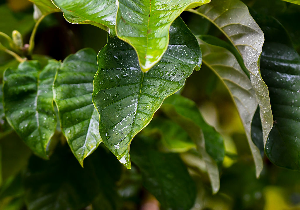 Rain drips down leaves